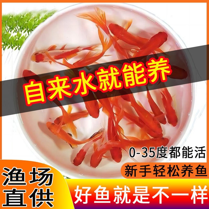 草金鱼活鱼观赏鱼锦鲤鱼苗淡水鱼冷水鱼小型活体小金鱼水族鱼缸
