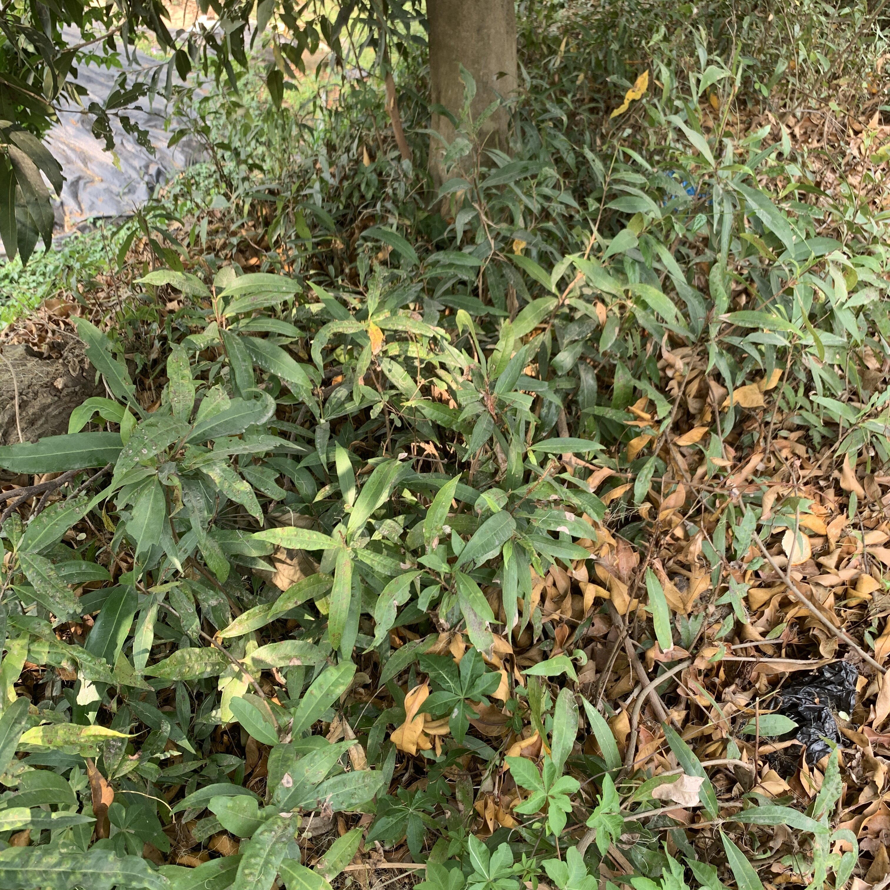 农村野生水蒲桃苗 香果 响鼓风 乌蒲桃 盆栽地栽庭院观赏树铃铛果