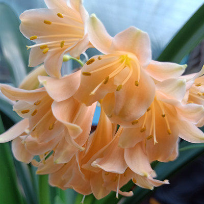 大花瓣君子兰粉花