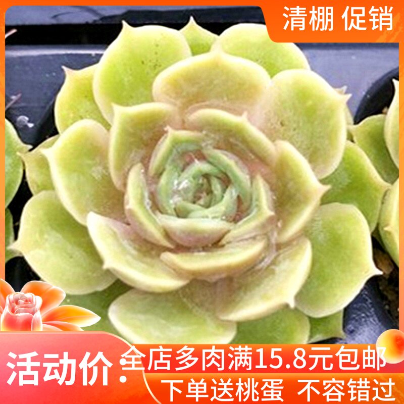 昂斯诺多肉植物 露娜莲 沙漠骆驼多肉 嫦娥tp多肉 沙漠鱼多肉植物