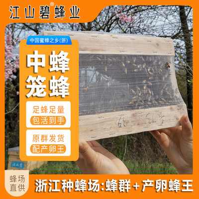 江山碧笼装中蜂意蜂蜂王高性价比