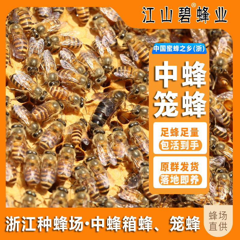 新产王中蜂笼蜂中华蜜蜂仓蜂群土养带子脾新王蛋群阿坝包活体包邮