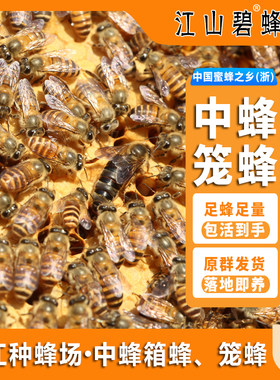 江山碧优选笼装中蜂配产卵新蜂王