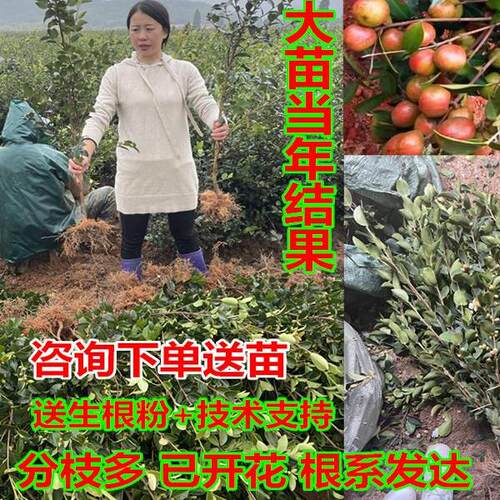 江西高产嫁接油茶苗良种油茶树苗矮化茶籽树苗长林系红皮大果白花