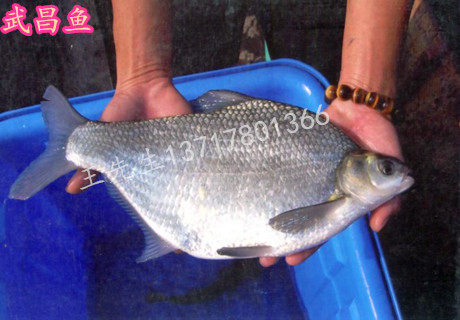 淡水鳊鱼武昌鱼苗成鱼批发 四大家鱼 草鱼鲤鱼鲫鱼花鲢鱼批发