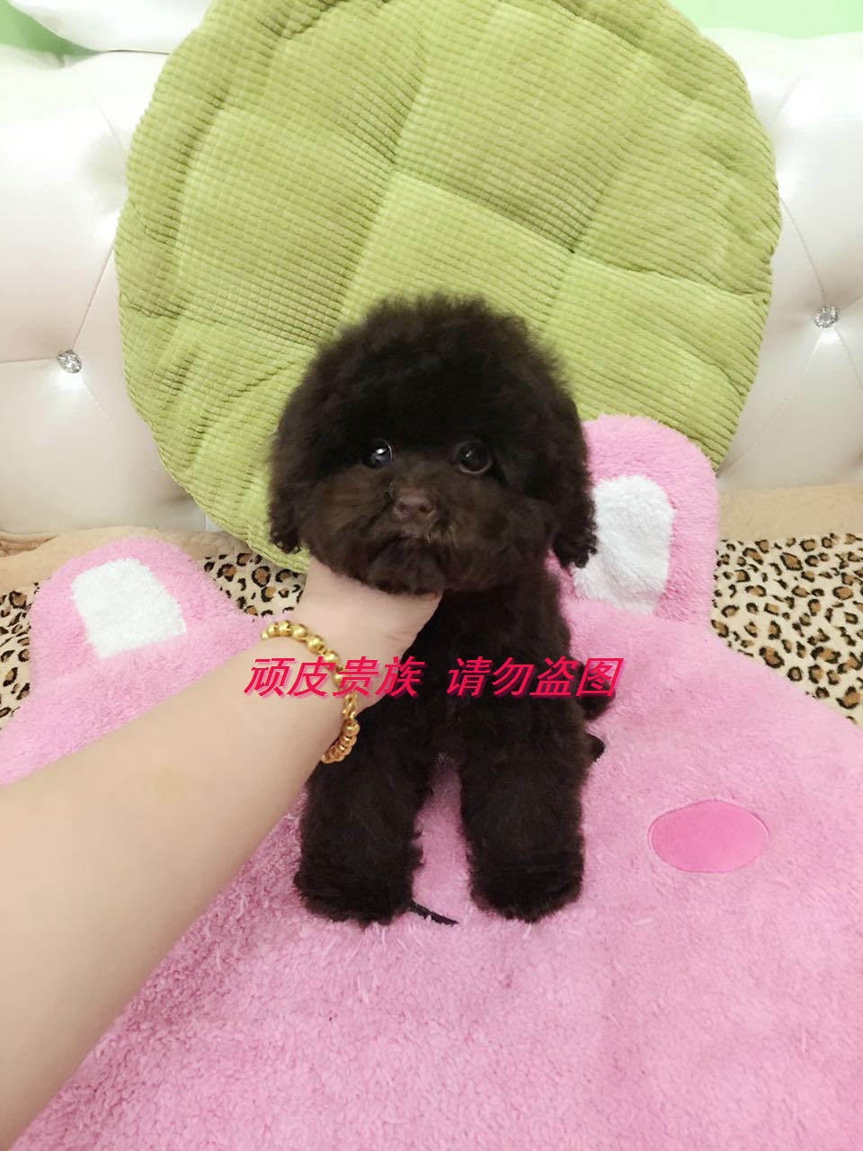 特价韩国纯种巧克力色泰迪贵宾犬宠物狗狗幼犬 6个月大疫苗做完