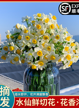 【新鲜现摘】漳州水仙花种球花枝鲜切花束带花苞室内冬季水养花卉