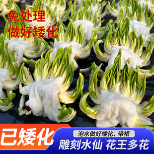 已做矮化[花王雕刻水仙]漳州水仙花种球雕刻养护好带大花苞单复瓣