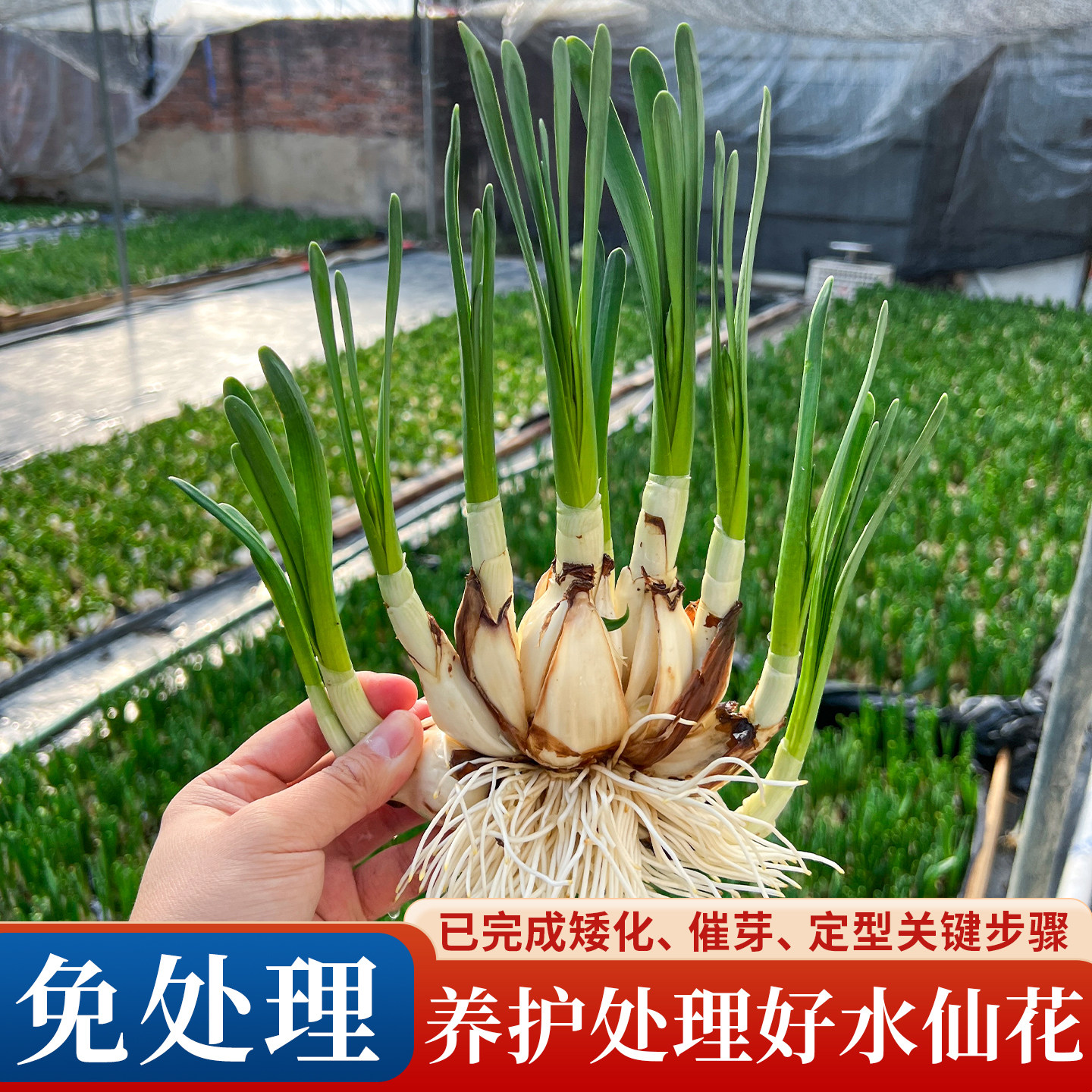 【处理养护好水仙】漳州水仙花种球八字切已矮化养护好水仙带根叶,鲜花速递/花卉仿真/绿植园艺,种球/裸根,淘宝优惠券,粉丝福利购,淘宝优惠卷