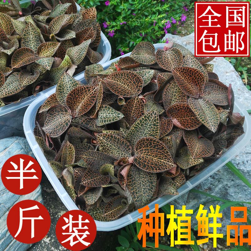 林下仿野金线莲种植鲜品原生态金线兰草保鲜盒装 500克包邮