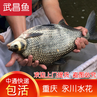 重庆发货淡水武昌鱼鳊鱼团头鲂