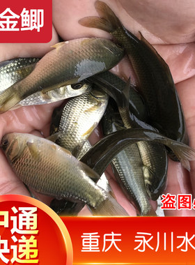 重庆鲫鱼苗 淡水养殖食用黄金鲫 高背鲫工程鲫鱼苗