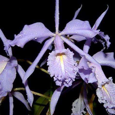 卡特兰蓝马C. maxima coeruleaor'x self 赫克托