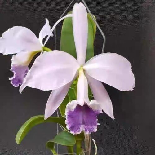 卡特兰原卡 C. labiata fma. coerulea 