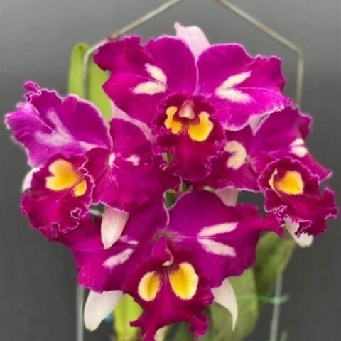卡特兰 火凤凰 Rlc. Chinese Beauty 'Phoenix'懒人客厅正宗绿植