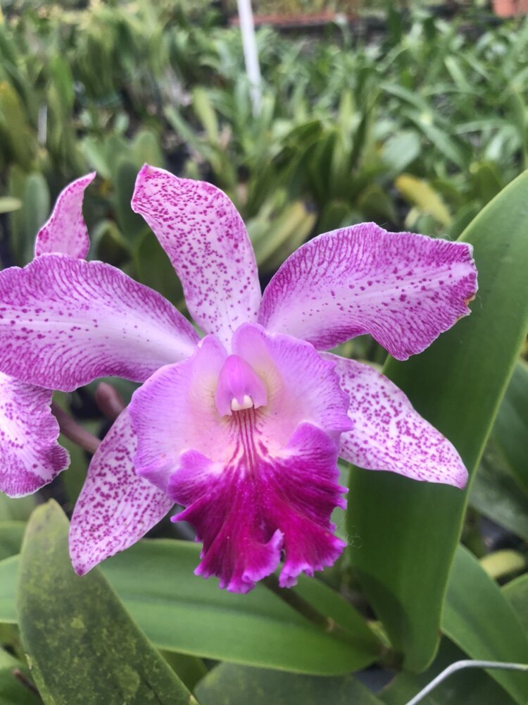 卡特兰洋兰喜鹊原盆原土带花苞室内绿植花卉好养带香味耐看新品图片