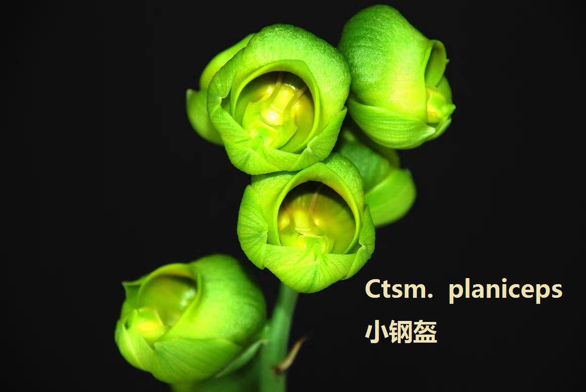 原种飘唇兰小钢盔珍奇类洋兰室内外绿植花卉,鲜花速递/花卉仿真/绿植园艺,国兰/杂交兰/洋兰类,淘宝优惠券,粉丝福利购,淘宝优惠卷