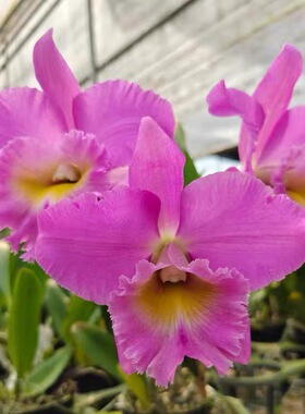 卡特兰 Ric. Chuntong Apple 