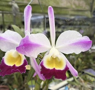 卡特兰C.eldorado semi-alba flamea'Fairy'插角爱多原卡室内洋兰