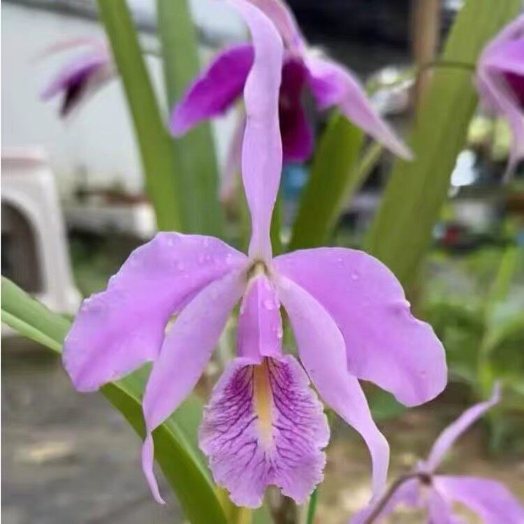 卡特兰粉马 C.maxima.var pink 室内办公室花卉庭院 盆栽花卉