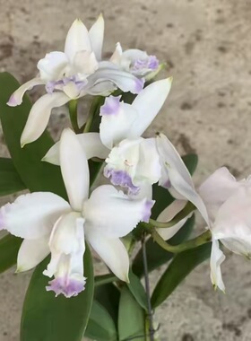 卡特兰原卡插角蓝英特C.intermedia fma. coerulea aquinii洋兰花