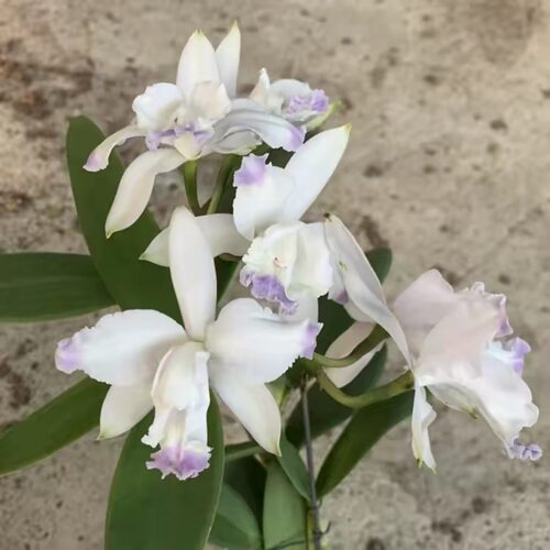 卡特兰原卡插角蓝英特C.intermedia fma. coerulea aquinii洋兰花