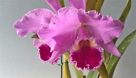 卡特兰原卡花色山木红色杰马尼C.jenmanii .rosea室内办公室盆栽
