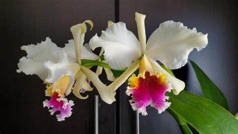 卡特兰王者 Cattleya rex 室内办公室客厅花卉卧室庭 院盆栽洋兰