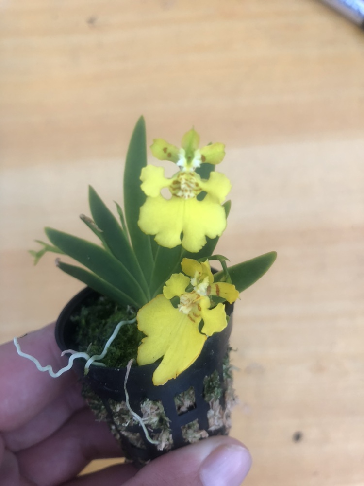 文心兰扇叶文心新品迷你型花带花苞原盆原土室内外绿植花卉懒人