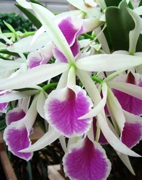 卡特兰 Bc. Katherine H.Chatham 'Alexandra'亚丽山德拉洋兰花卉