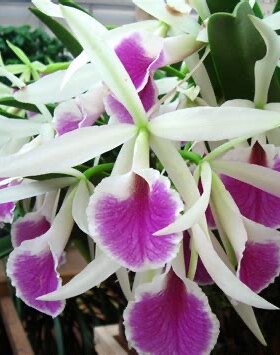 卡特兰 Bc. Katherine H.Chatham 'Alexandra'亚丽山德拉洋兰花卉