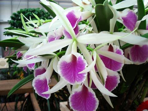 卡特兰 Bc. Katherine H.Chatham 'Alexandra'亚丽山德拉洋兰花卉