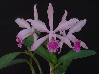 卡特兰C. intermedia × C. lobata英特交罗巴塔室内洋兰
