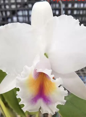 卡特兰原卡半白乔克森C. quadricolor var. semialba