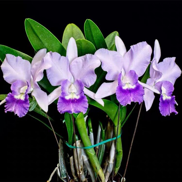 卡特兰 Ctt. Final Blue 'sapphirus'紫蓝宝石室内办公室花卉洋兰