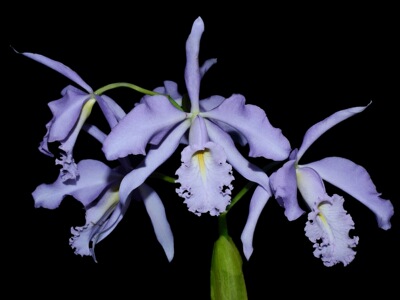 卡特兰蓝马C. maxima coeruleaor'x self 赫克托