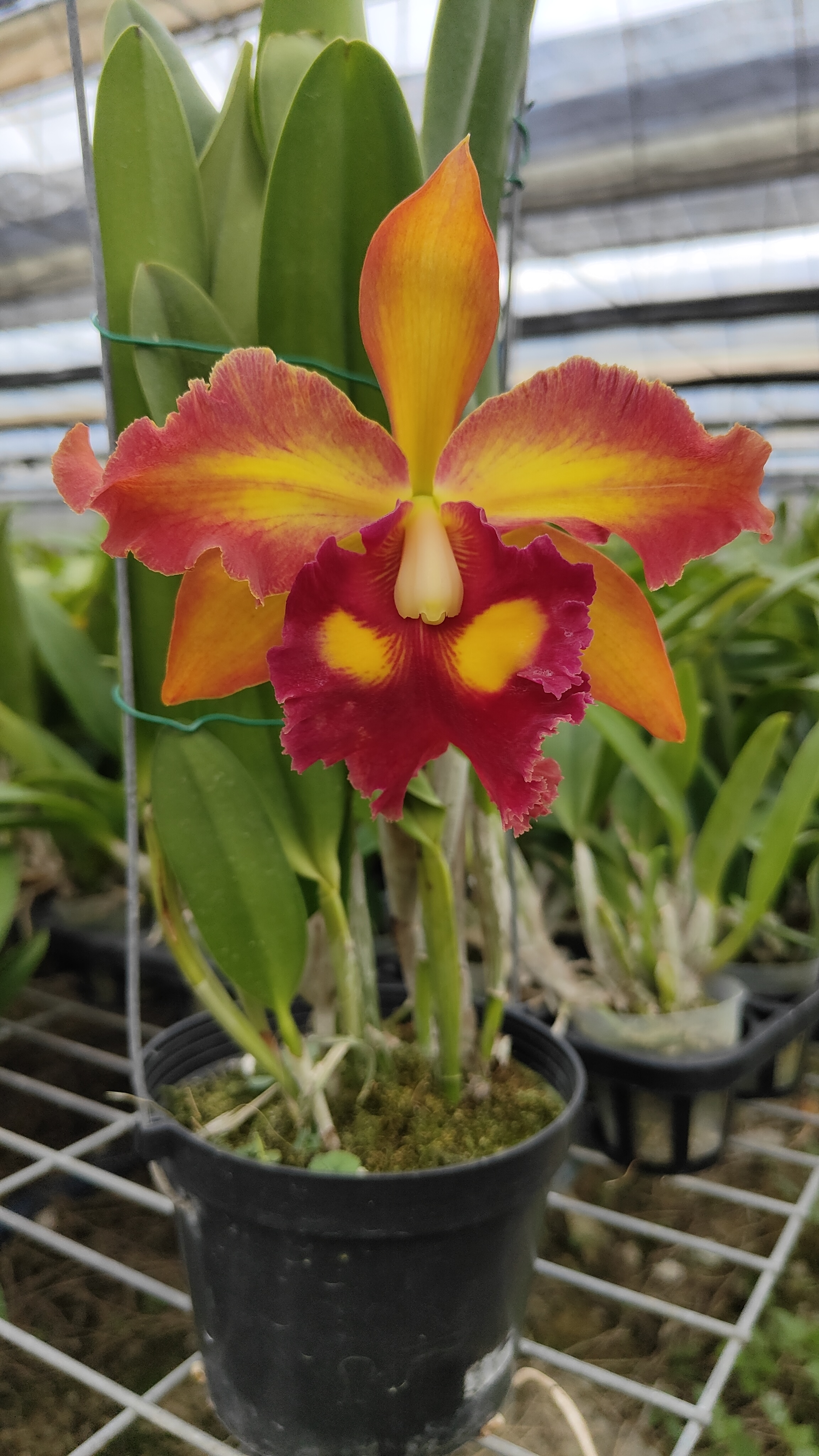 卡特兰振宇十号橘红色带花苞带花剑室内外绿植花卉洋兰好养原盆