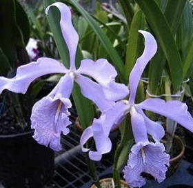 卡特兰原卡矮蓝马 C.maxima var. coerulea 洋兰