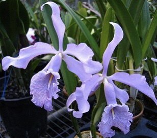 卡特兰原卡矮蓝马 C.maxima var. coerulea 洋兰