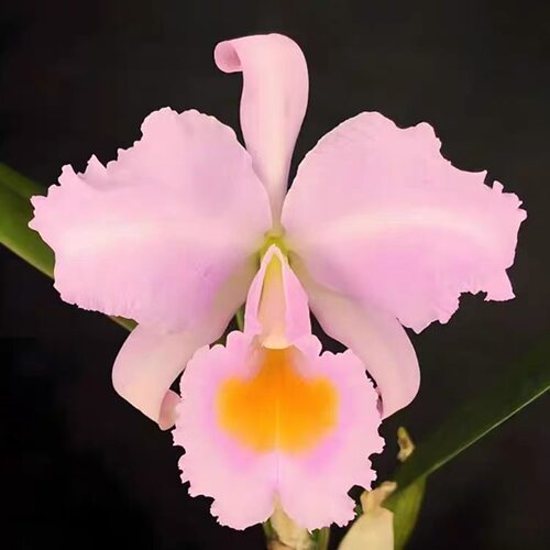 卡特兰舒罗爬坡燕 C.Schroederae 'PopayanMC室内办公室花卉洋兰