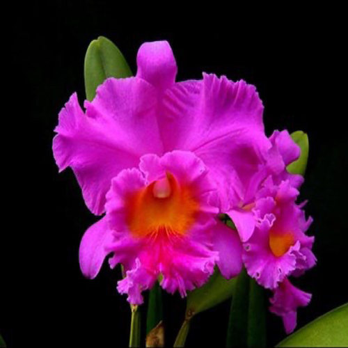 卡特兰RIc. Pink Empress ‘Bright Sun'日盛室内办公室花卉洋兰