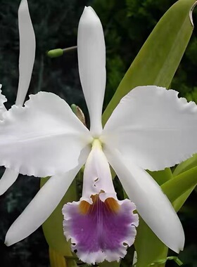 卡特兰原卡嘎斯蓝龙 C.gaskelliana coerulea x self 室内洋兰花