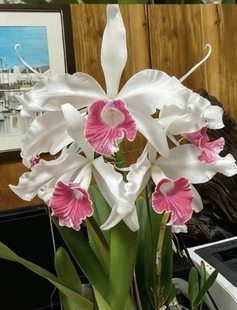 原种卡特兰三文鱼肉红唇婆婆洋兰清香室内外绿植花卉好看