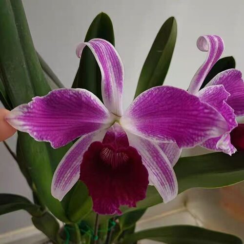 卡特兰原卡婆婆C purpurata var. flammea LLiaoyuan Hong'燎原红