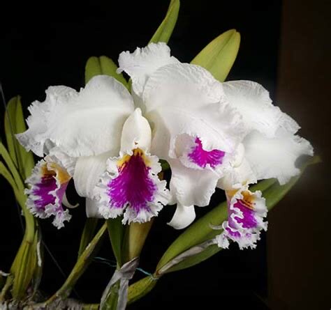 卡特兰原卡莫西C.mossiae  （semi-albaX coerulea）半白交蓝