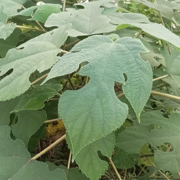 野生新鲜构树叶 楮桃树枝叶构桃树谷木叶荨麻疹洗澡假杨梅现采