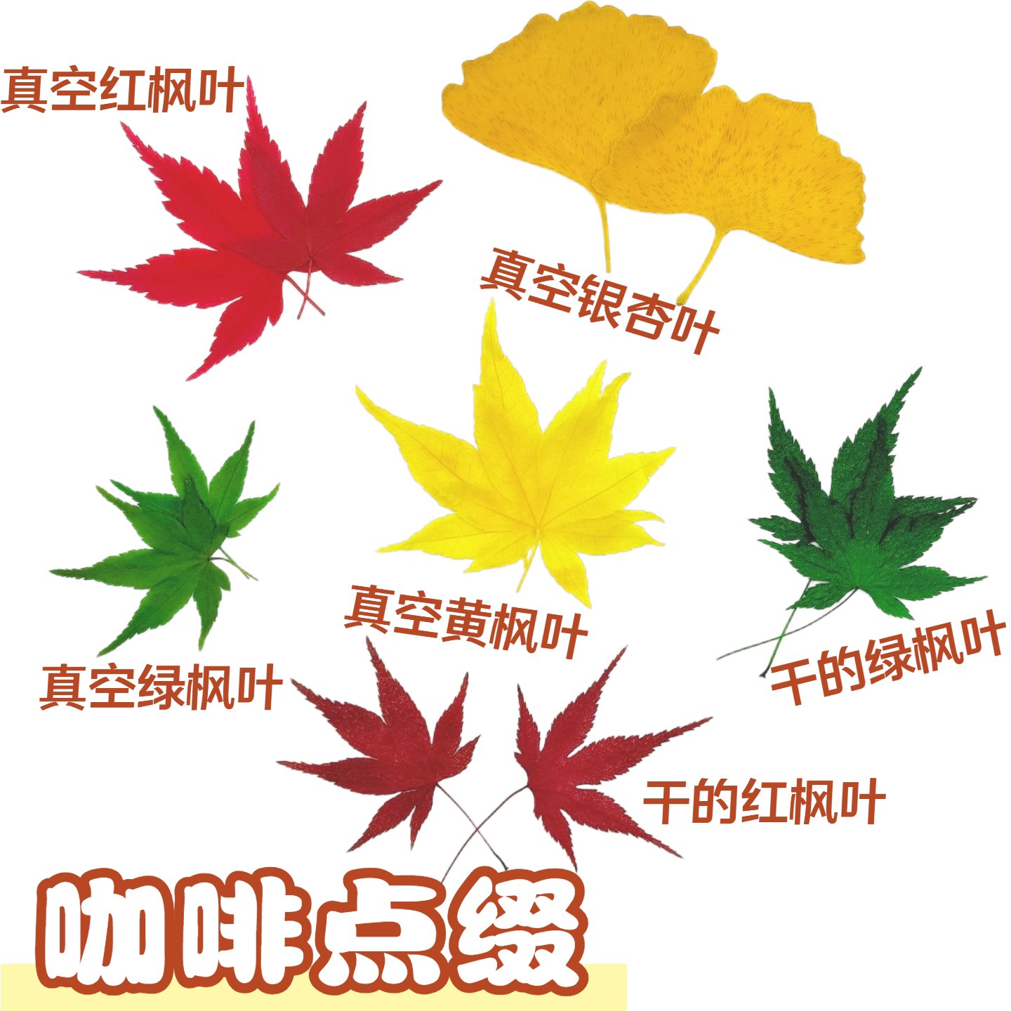 秋季咖啡点缀红枫叶真空包装绿枫叶银杏叶耐存放摆盘装饰干枫树叶图片