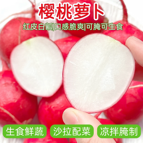 迷你樱桃萝卜新鲜小红萝卜甜脆爽生吃东北蘸酱菜凉拌沙拉西餐食材