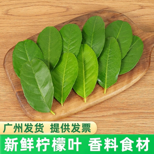新鲜香水柠檬叶纯叶冬阴功汤佐料鱼生柠檬叶咖啡饮品调酒摆盘装饰