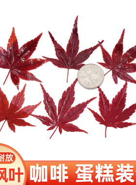 新鲜真空红枫叶秋季咖啡鸡尾酒饮品点缀叶子摆盘装饰蛋糕烘焙点缀